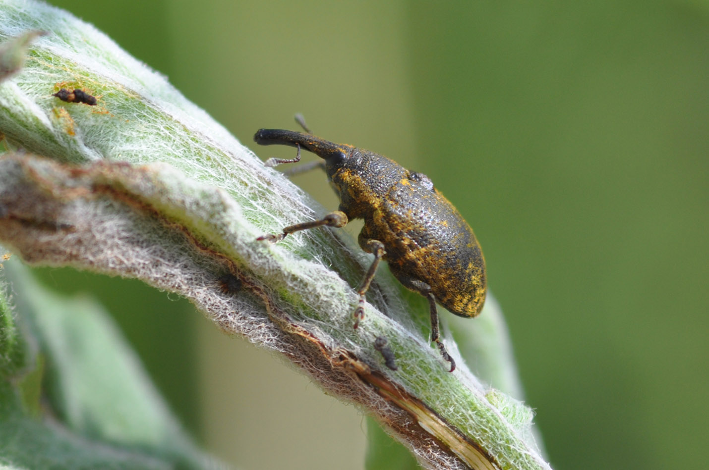 Larinus cfr. sturnus con gobba!